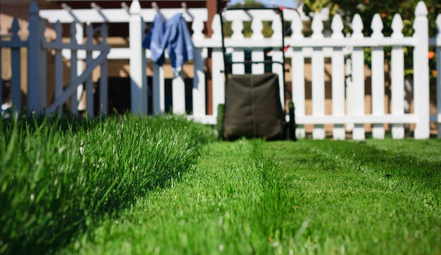 Show Off Your Lawn Or Yard By Maintaining The Health Of Your Trees